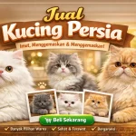 Sangat menarik 4 Perbedaan Kucing Anggora dan Persia