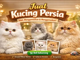 Sangat menarik 4 Perbedaan Kucing Anggora dan Persia