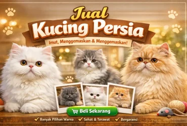Sangat menarik 4 Perbedaan Kucing Anggora dan Persia