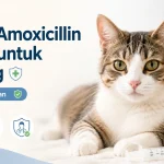 Dosis Amoxicillin Sirup Untuk Kucing