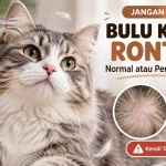 Kenapa Bulu Kucing Rontok Parah? Jangan Panik, Ini Penyebab dan Cara Mengatasinya!