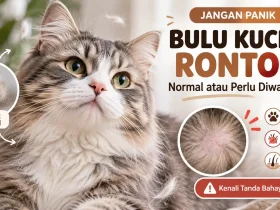 Kenapa Bulu Kucing Rontok Parah? Jangan Panik, Ini Penyebab dan Cara Mengatasinya!