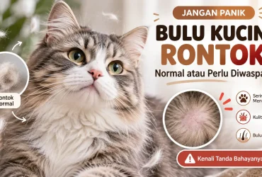 Kenapa Bulu Kucing Rontok Parah? Jangan Panik, Ini Penyebab dan Cara Mengatasinya!