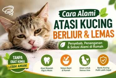 Terbaik! Cara Mengobati Kucing Mengeluarkan Air Liur dan Lemas Secara Alami