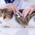Dosis Amoxicillin Sirup untuk Kucing
