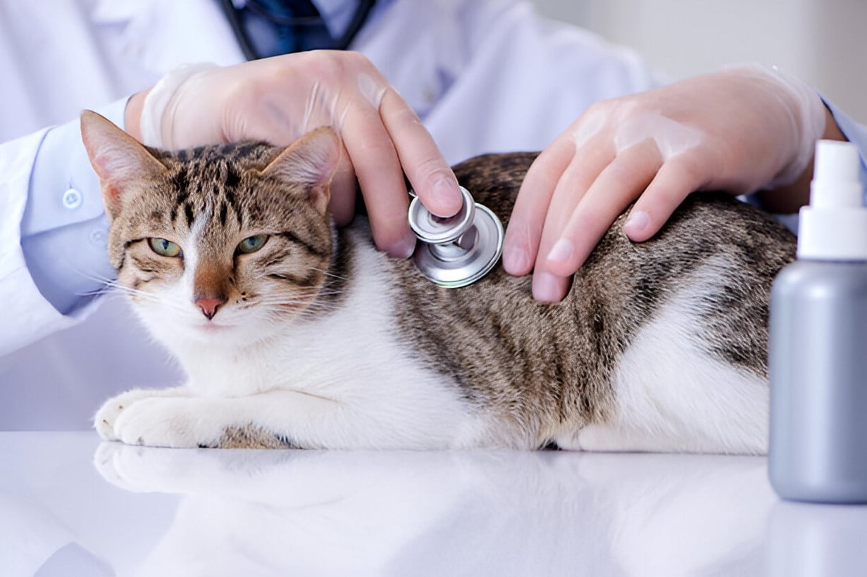 Dosis Amoxicillin Sirup untuk Kucing