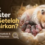 Penyebab Hamster Mati Setelah Induk Melahirkan dan Tanda yang Perlu Diketahui