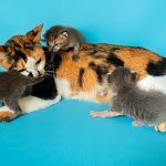 Kucing Belang Tiga Spesies Perwakilan