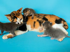 Kucing Belang Tiga Spesies Perwakilan