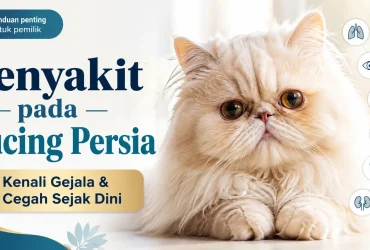 Penyakit pada Kucing Persia: Ciri, Penyebab, dan Pencegahannya