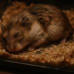 Kisah Pilu: Penyebab Hamster Mati Setelah Melahirkan yang Perlu diketahui!