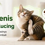 Siaga!! Jenis Kutu Kucing dan Cara Mengatasinya yang Efektif