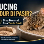 Kucing Suka Tidur di Pasir: Kesalahan Pemilik yang Tanpa Sadar Dilakukan