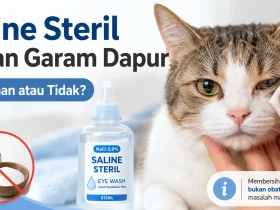 Solusi Ampuh Cara Mengobati Sakit Mata pada Kucing dengan Air Garam Secara Efektif Solusi Ampuh Cara Mengobati Sakit Mata pada Kucing dengan Air Garam Secara Efektif