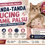 Tanda-Tanda Kucing Hamil Palsu (False Pregnancy) yang Sering Mengecoh Pemilik