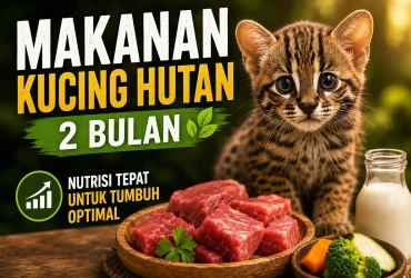 Ideal Makanan Kucing Hutan Umur 2 Bulan Terbaik