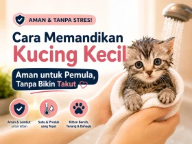 Cara Memandikan Kucing Kecil untuk Pemula: Teknik Aman Tanpa Bikin Mereka Takut