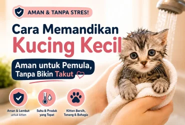 Cara Memandikan Kucing Kecil untuk Pemula: Teknik Aman Tanpa Bikin Mereka Takut