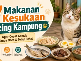 7 Makanan Kesukaan Kucing Kampung agar Cepat Gemuk Tanpa Obat dan Tetap Sehat