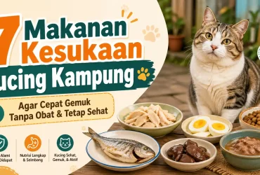 7 Makanan Kesukaan Kucing Kampung agar Cepat Gemuk Tanpa Obat dan Tetap Sehat