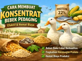 Rahasia Cara Membuat Konsentrat Bebek Pedaging