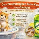 Beberapa Cara Menghilangkan Kutu Kucing dengan Sunlight