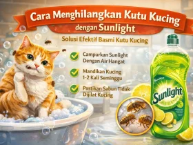 Beberapa Cara Menghilangkan Kutu Kucing dengan Sunlight