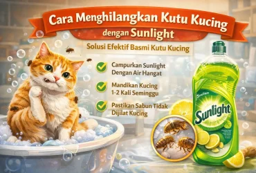 Beberapa Cara Menghilangkan Kutu Kucing dengan Sunlight