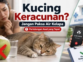 Air Kelapa untuk Kucing Keracunan: Penawar atau Hanya Mitos?