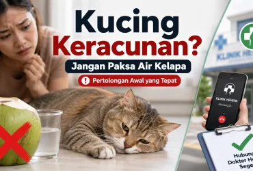 Air Kelapa untuk Kucing Keracunan: Penawar atau Hanya Mitos?