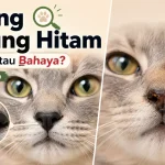 Perbedaan Kucing Hidung Hitam Alami vs Kucing dengan Masalah Kesehatan