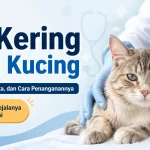 FIP Kering pada Kucing: Gejala, Mitos, Fakta, dan Cara Penanganannya