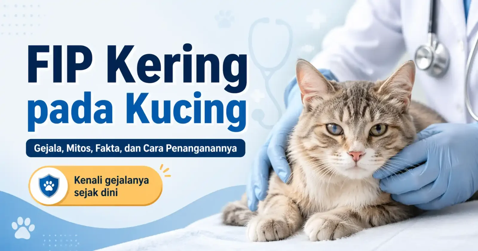 FIP Kering pada Kucing: Gejala, Mitos, Fakta, dan Cara Penanganannya
