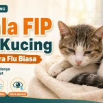 Bukan Flu Biasa! Kenali Gejala FIP pada Kucing Sebelum Terlambat