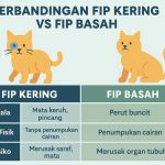 Mitos dan Fakta Seputar FIP Kering pada Kucing dan Basah di Kalangan Cat Lovers