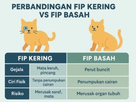 Mitos dan Fakta Seputar FIP Kering pada Kucing dan Basah di Kalangan Cat Lovers