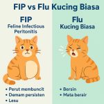 Gejala FIP pada Kucing dan Bedanya dengan Flu Kucing Biasa