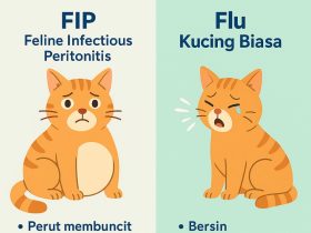 Gejala FIP pada Kucing dan Bedanya dengan Flu Kucing Biasa