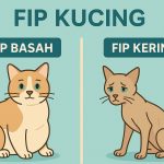 Apakah Stres Bisa Jadi Penyebab FIP Kucing? Simak Penjelasan Lengkapnya