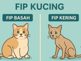 Apakah Stres Bisa Jadi Penyebab FIP Kucing? Simak Penjelasan Lengkapnya