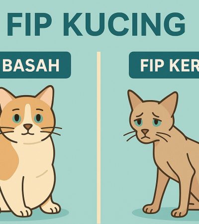 Apakah Stres Bisa Jadi Penyebab FIP Kucing? Simak Penjelasan Lengkapnya
