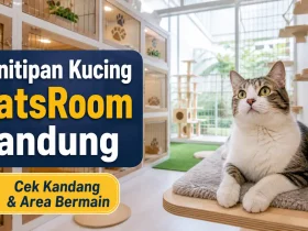 Penitipan kucing – CatsRoom Bandung: Jangan Titip Kucing Sebelum Lihat Kandang dan Area Bermainnya!
