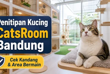 Penitipan kucing – CatsRoom Bandung: Jangan Titip Kucing Sebelum Lihat Kandang dan Area Bermainnya!