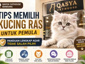 Tips Memilih Kucing Ras di Qasya Cathouse Bandung untuk Pemula