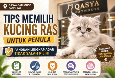 Tips Memilih Kucing Ras di Qasya Cathouse Bandung untuk Pemula