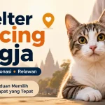 Daftar Komunitas Rescue Shelter Kucing Jogja untuk Adopsi, Donasi, dan Relawan