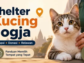 Daftar Komunitas Rescue Shelter Kucing Jogja untuk Adopsi, Donasi, dan Relawan