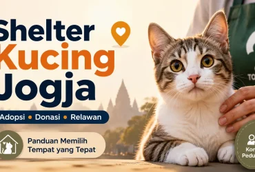 Daftar Komunitas Rescue Shelter Kucing Jogja untuk Adopsi, Donasi, dan Relawan