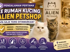 Pengalaman Pertama Berkunjung ke Rumah Kucing Alien Petshop: Apa Saja yang Ditawarkan?
