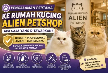 Pengalaman Pertama Berkunjung ke Rumah Kucing Alien Petshop: Apa Saja yang Ditawarkan?